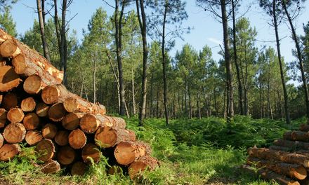 Des troncs d'arbre coupés empilés dans une clairière de pinèdes, avec des arbres et de la verdure.