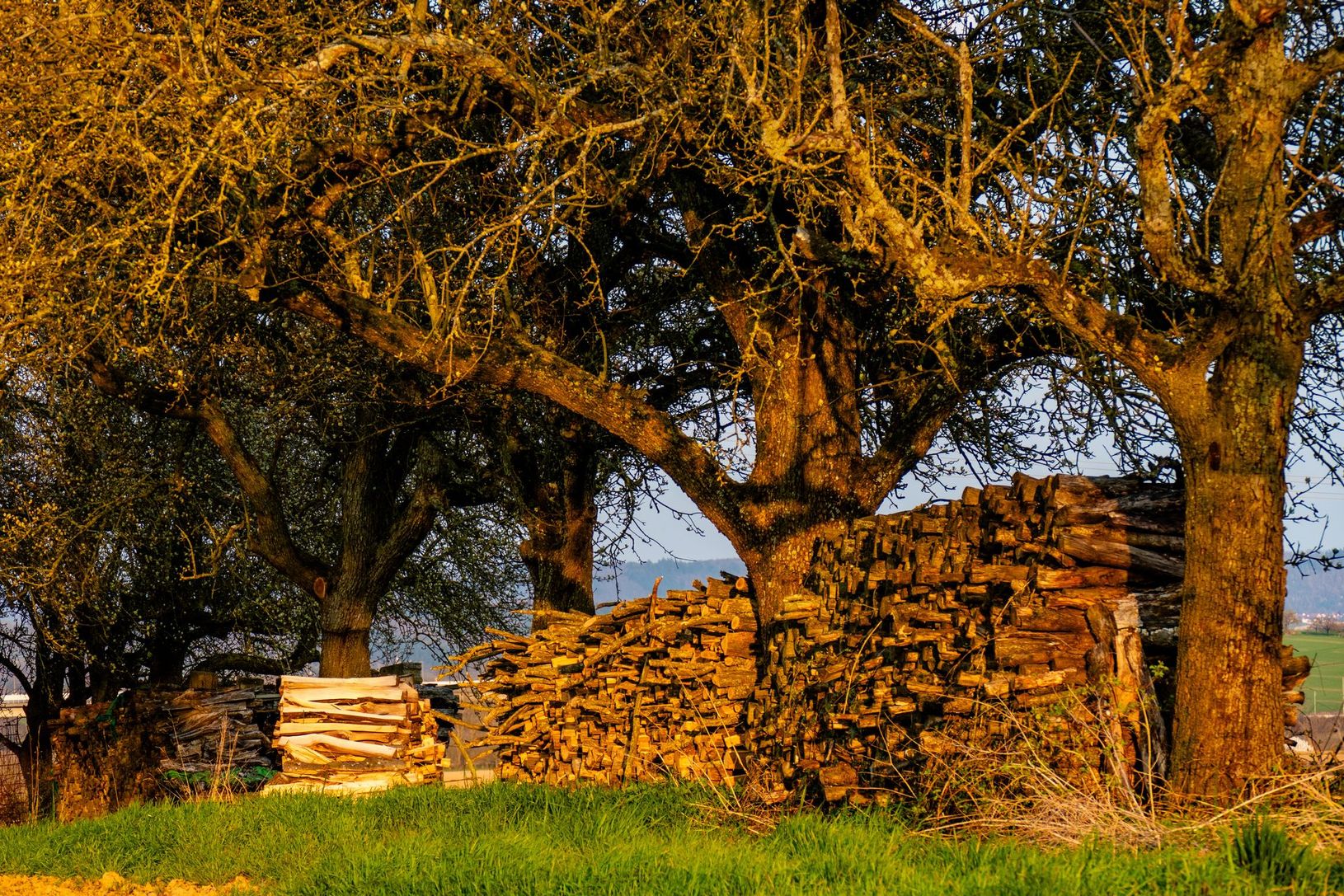 Bois empilés sous de grands arbres dans un champ avec de l'herbe.