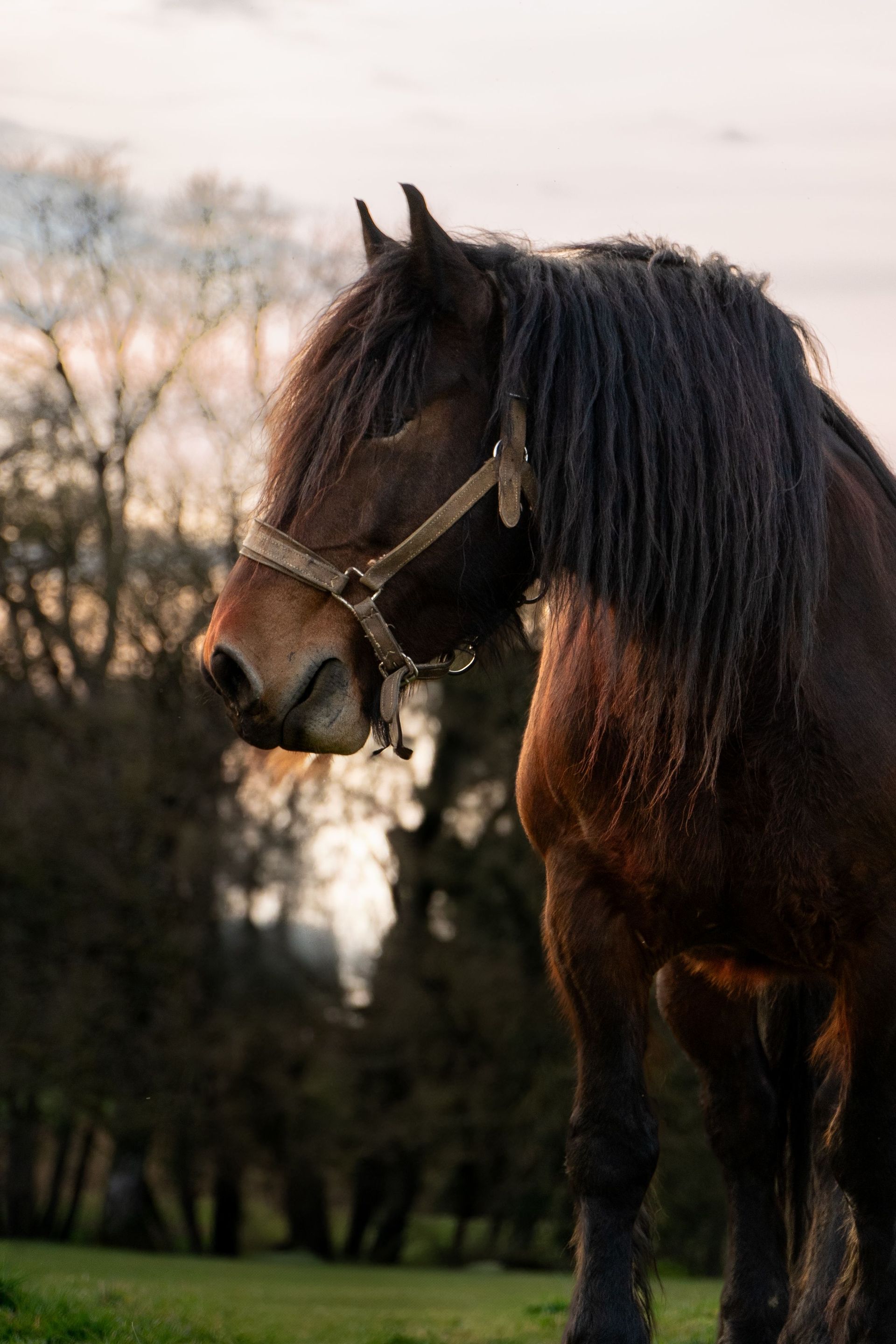 Un cheval brun foncé portant un licol se tient dans un pré au crépuscule