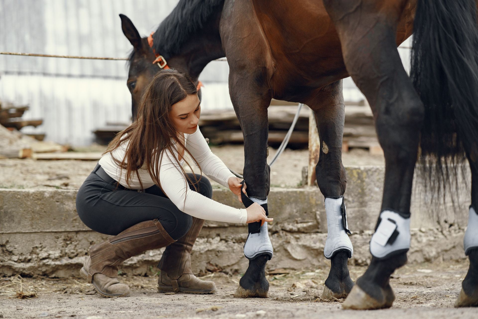 Une femme est à genoux près d’un cheval et lui pose une protection autour de la jambe dans la cour d’une écurie.