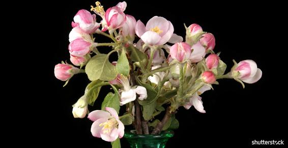 Grauffel Fleurs - Fleurs fraîches et plantes exotiques