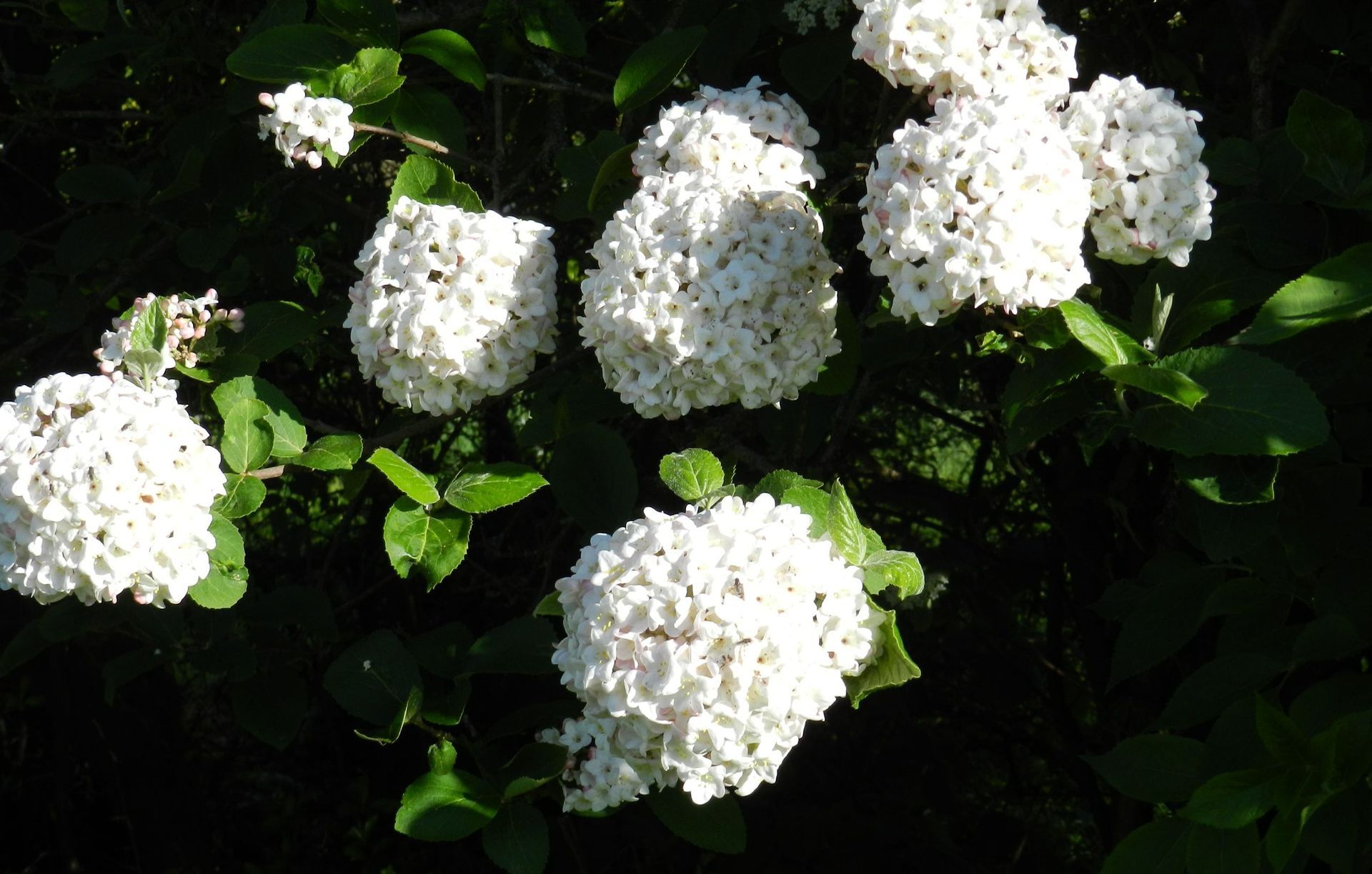 Hortensien - Vetsch Gärten AG