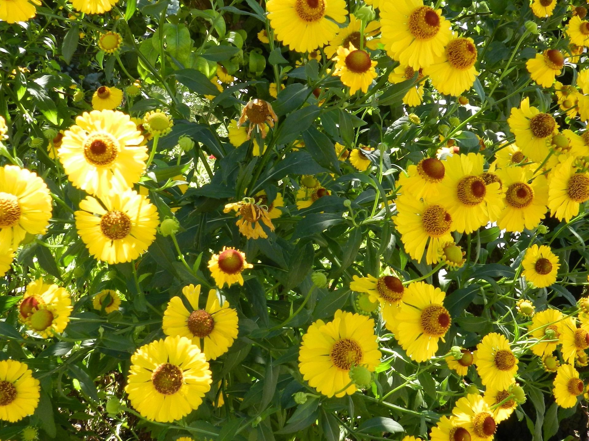 Gelbe Blumen - Vetsch Gärten AG