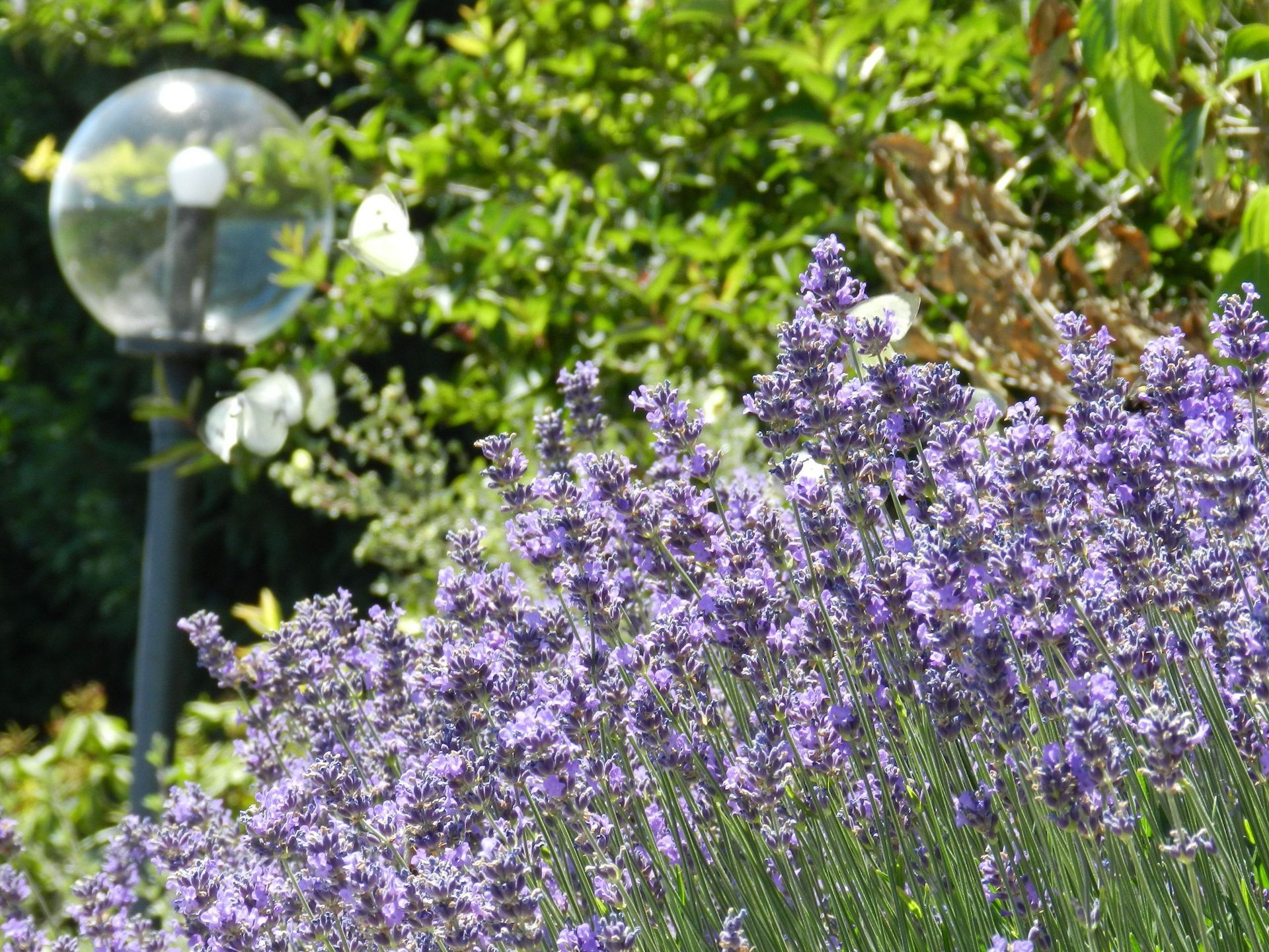 Vetsch Gärten AG - Wäldi