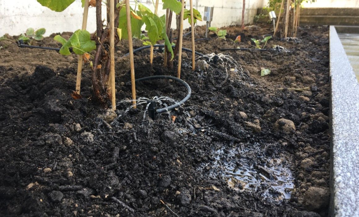 Vetsch Gärten AG - Wäldi