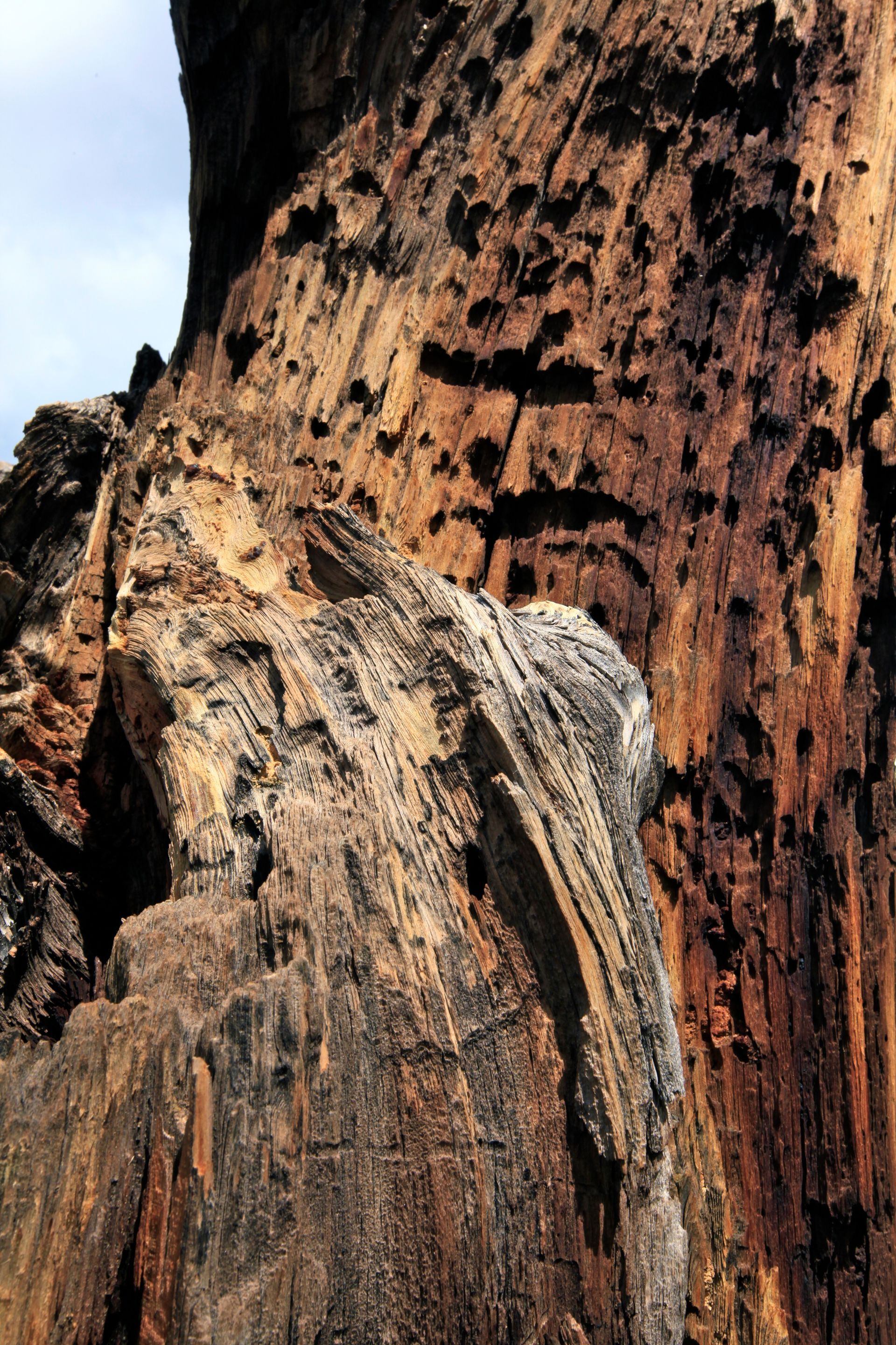 Bois rongé par les termites