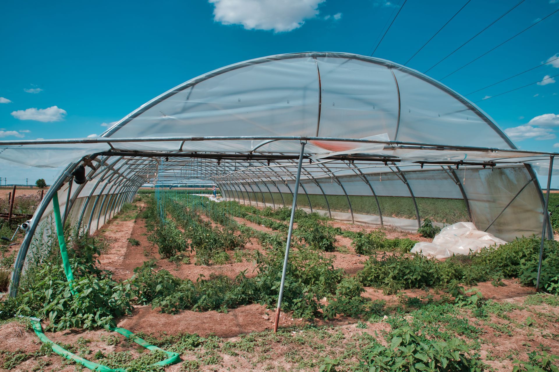 Légumes récoltés dans une serre