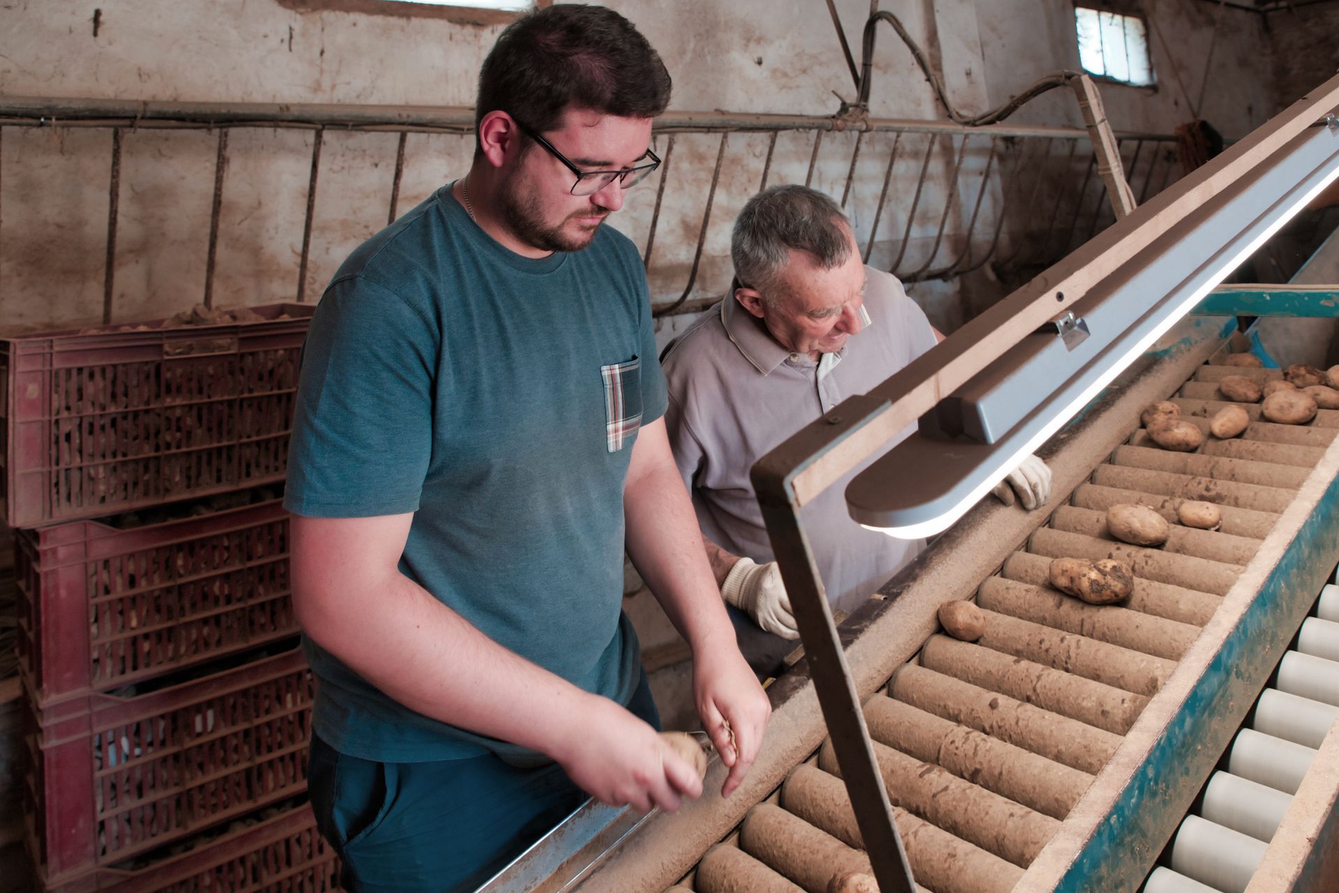 Machine qui trie les pommes de terre