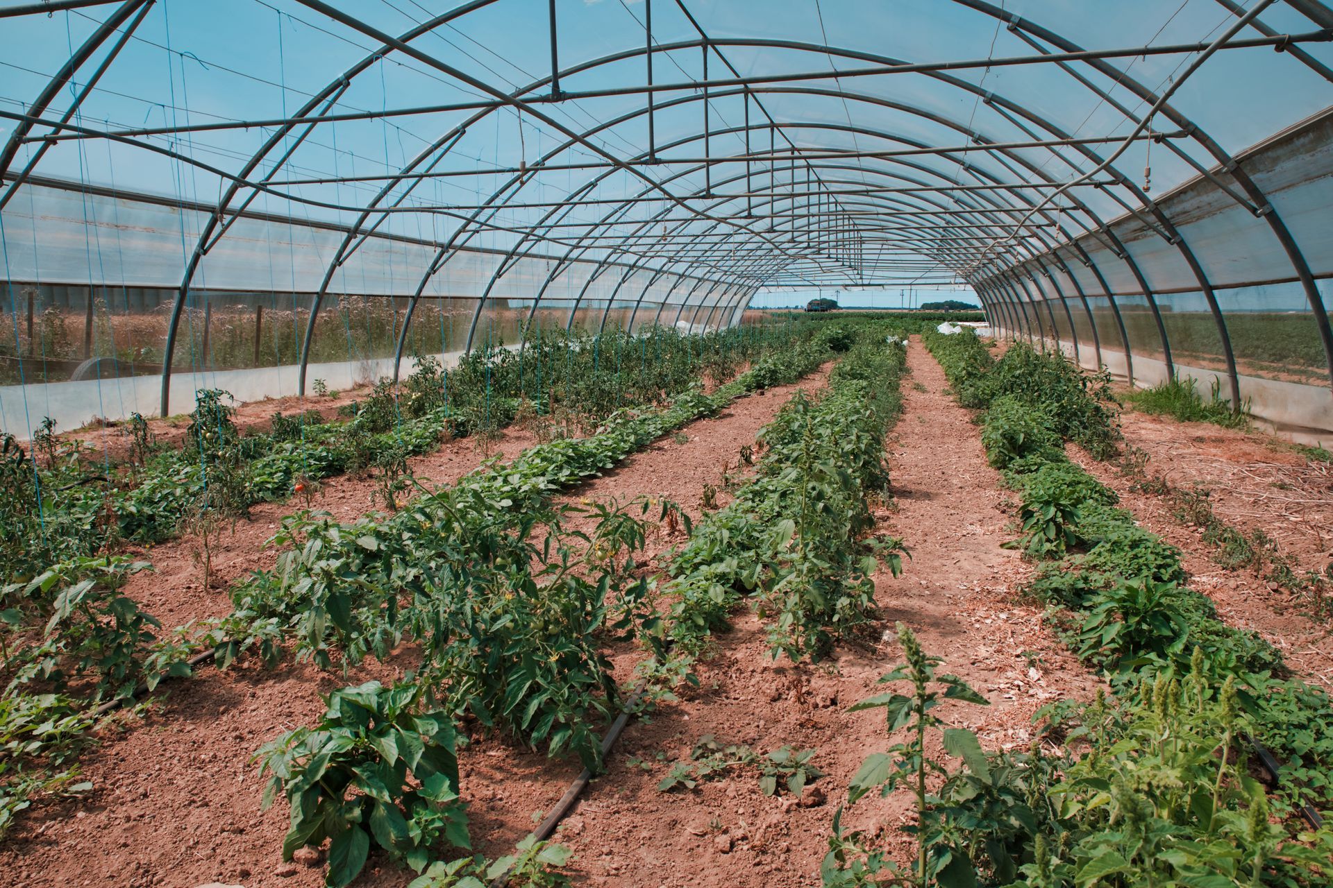 Champ arrosé sans pesticides