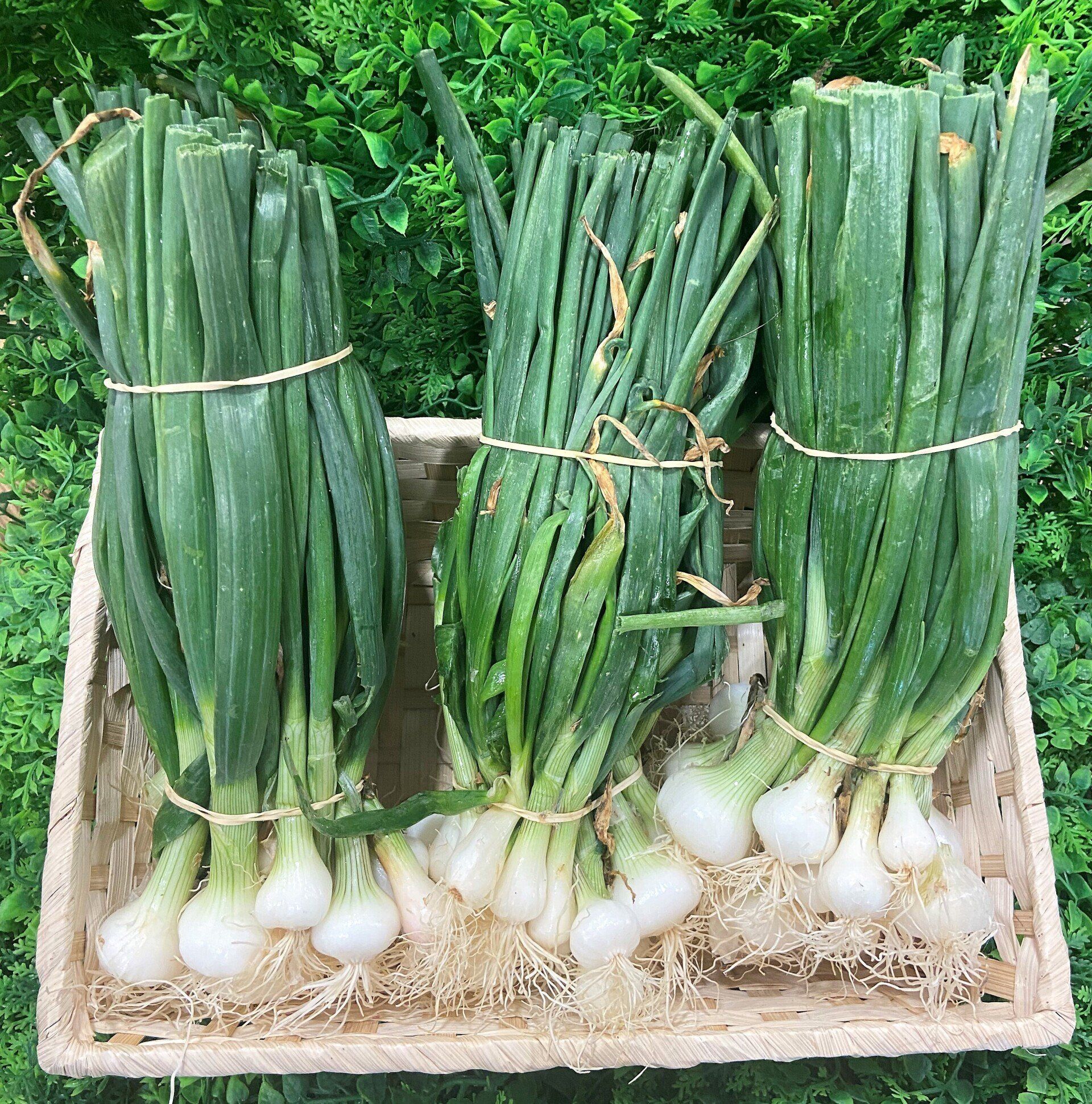 Bottes d'oignons nouveaux