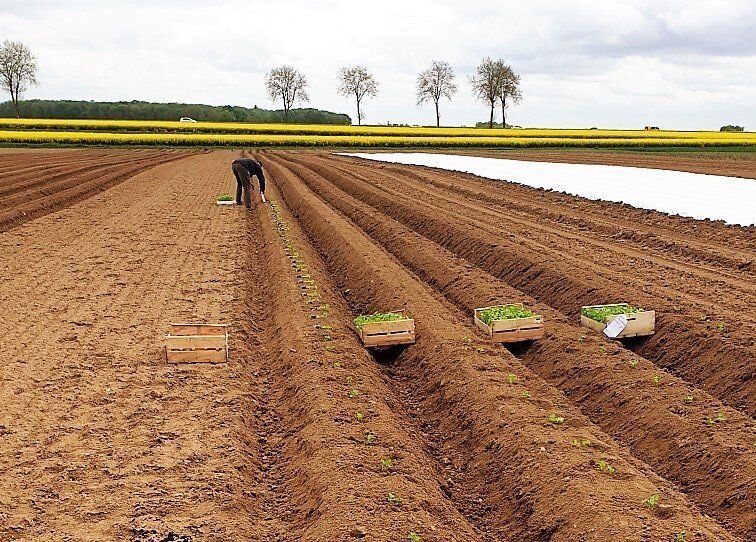 Récolte de légumes dans un champ