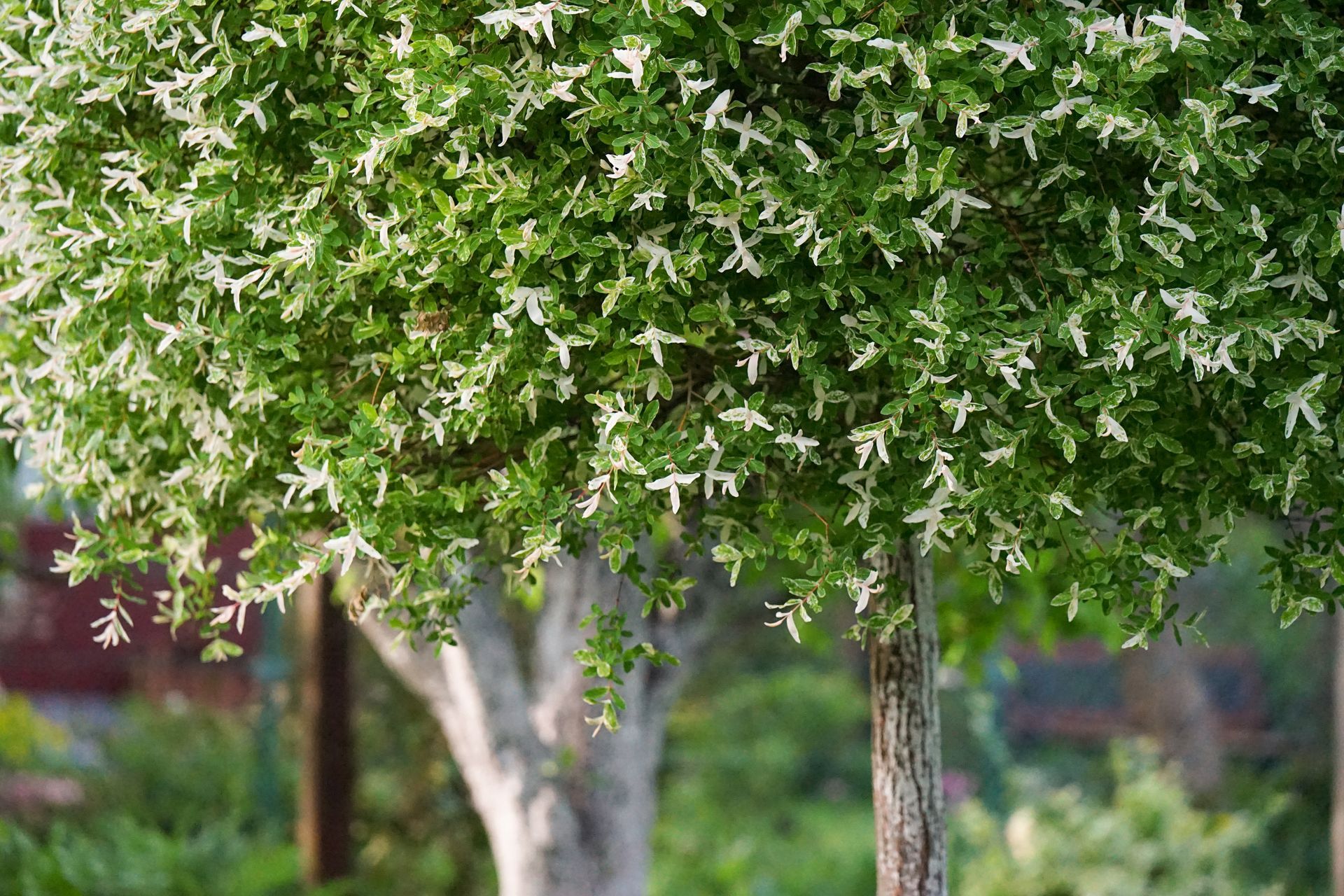 Ein Baum mit weißen Blüten und grünen Blättern in einem Garten.