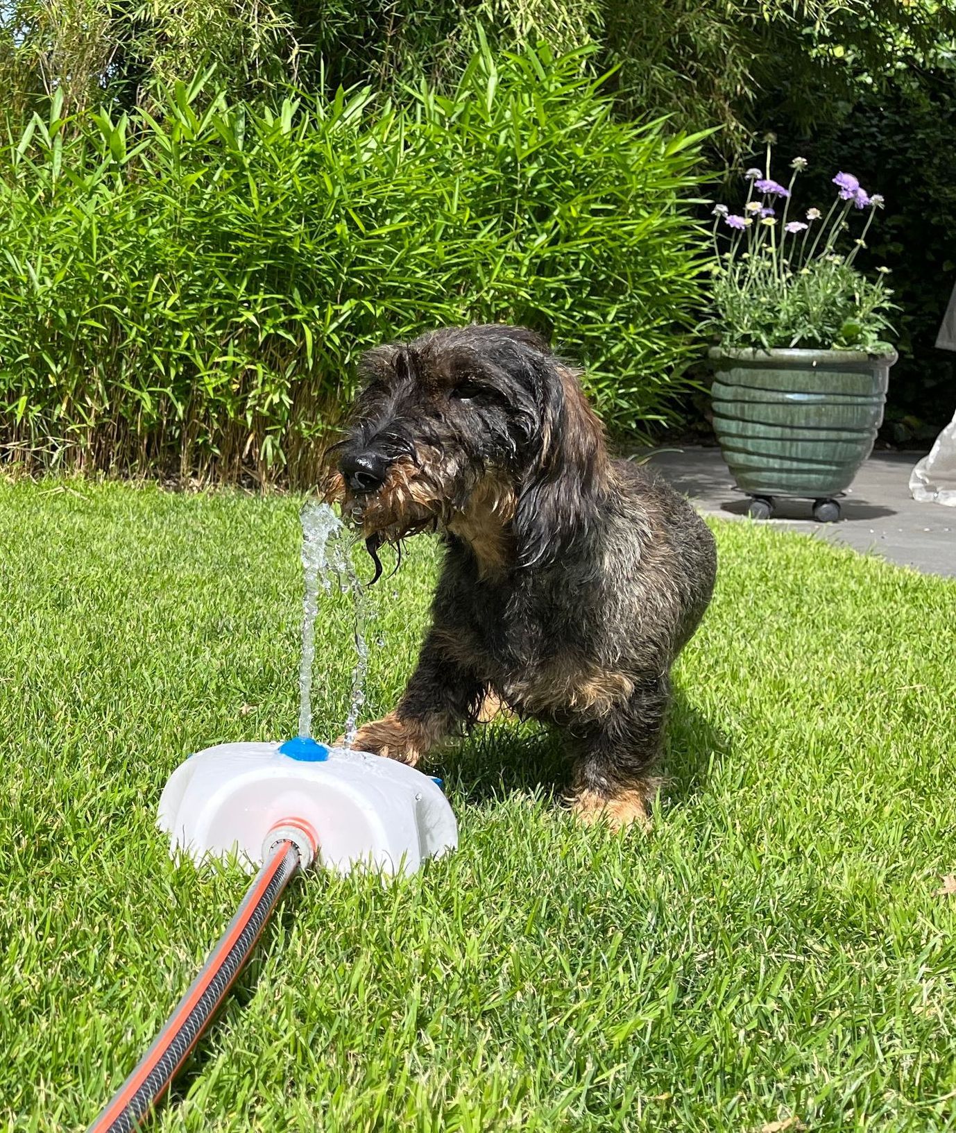 Ein kleiner Hund trinkt Wasser aus einem Sprinkler im Gras.