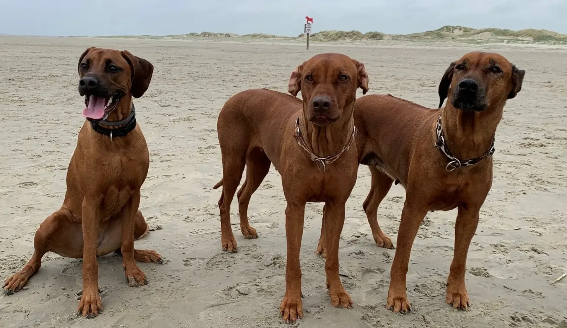Eine Gruppe Hunde sitzt mit ihren Besitzern auf einem Feld.