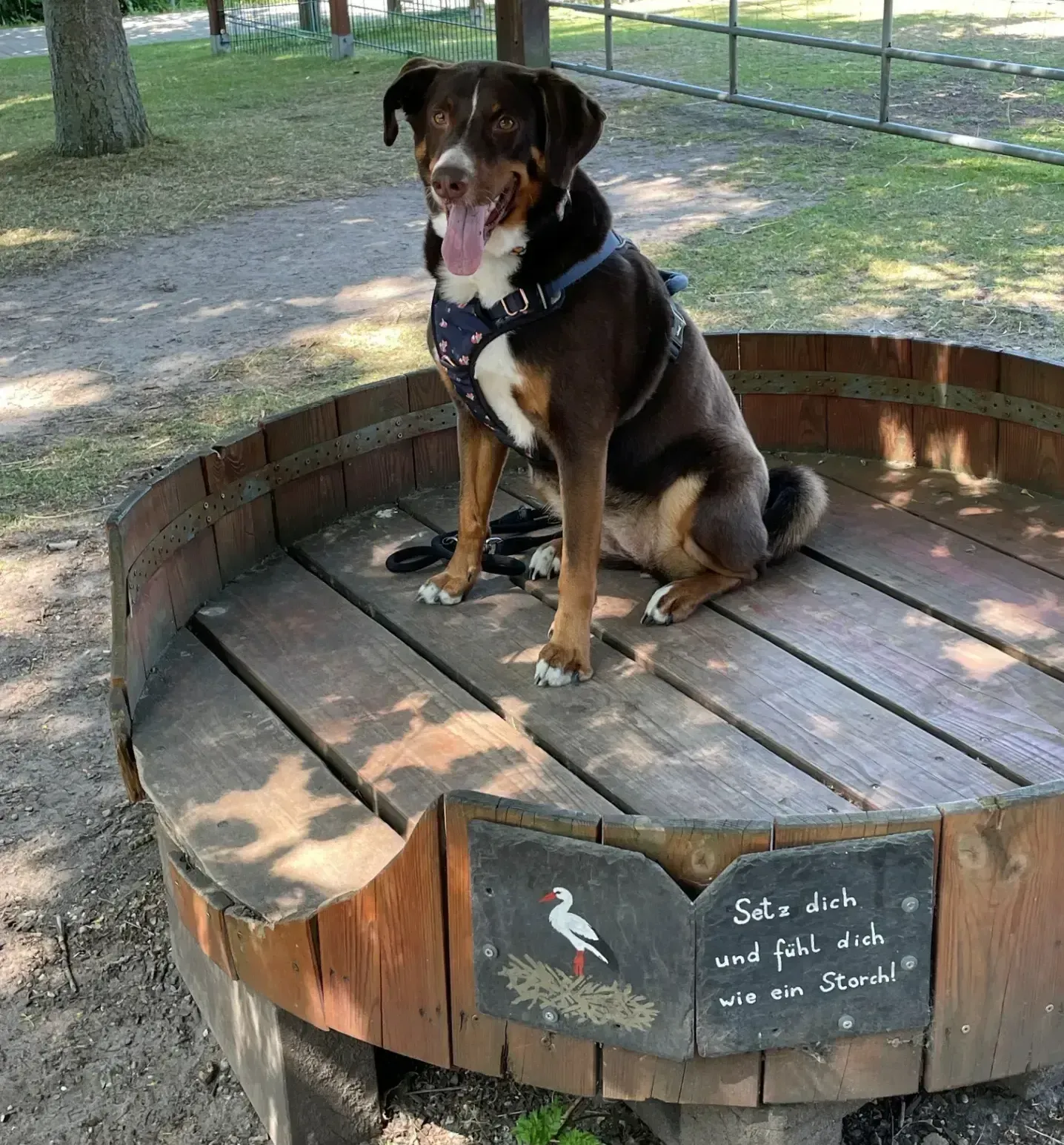 Eine Frau spielt mit einem Hund in einem Park.
