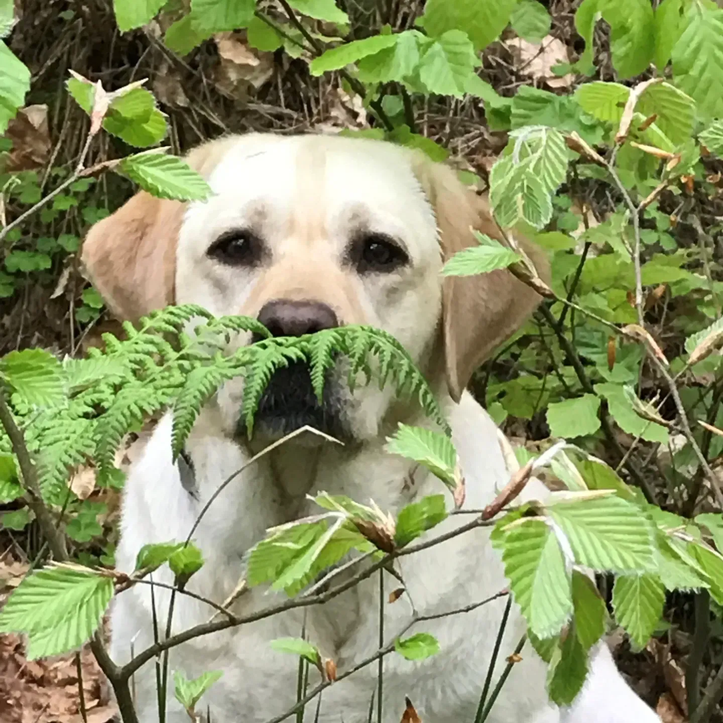 Eine Frau geht mit drei Hunden auf einem Feld spazieren.