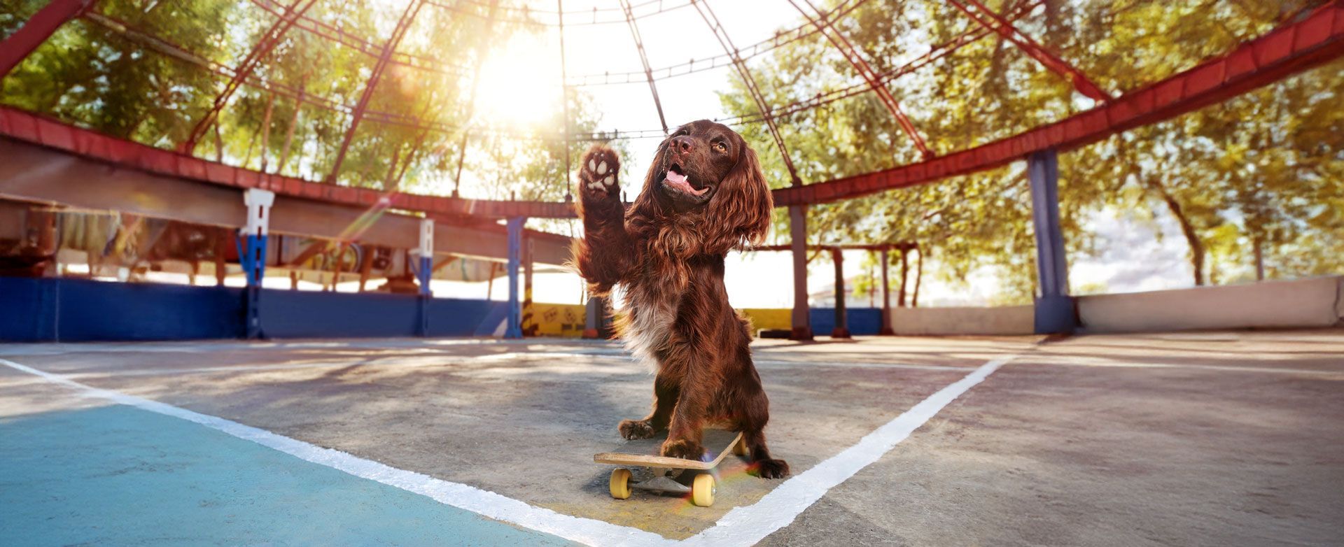 Eine Frau geht mit einem angeleinten Hund in einem Park spazieren.