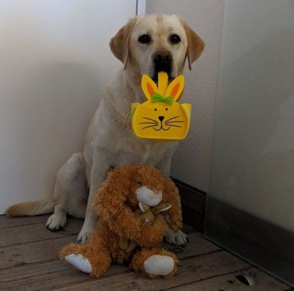 Ein Hund hält ein Stofftier und eine gelbe Hasentüte im Maul