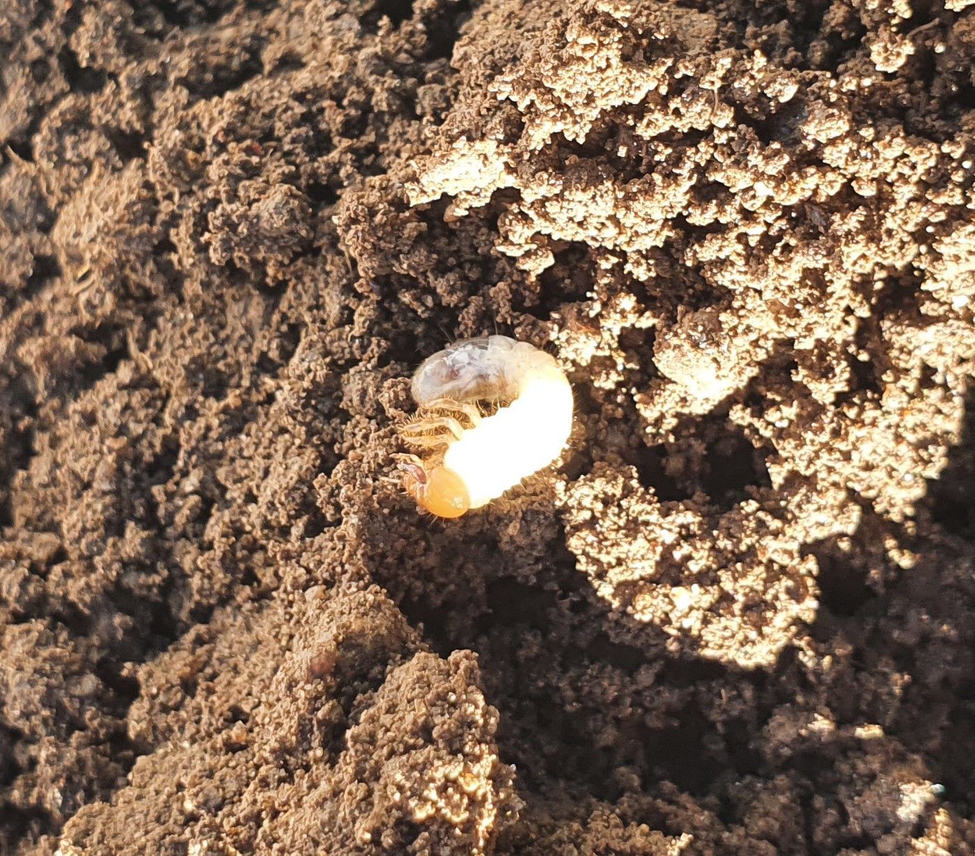 monitoraggio flora - Econs SA