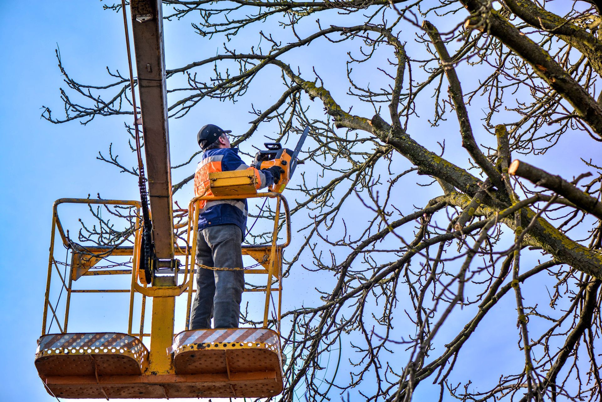 Élagage d'arbre depuis une nacelle