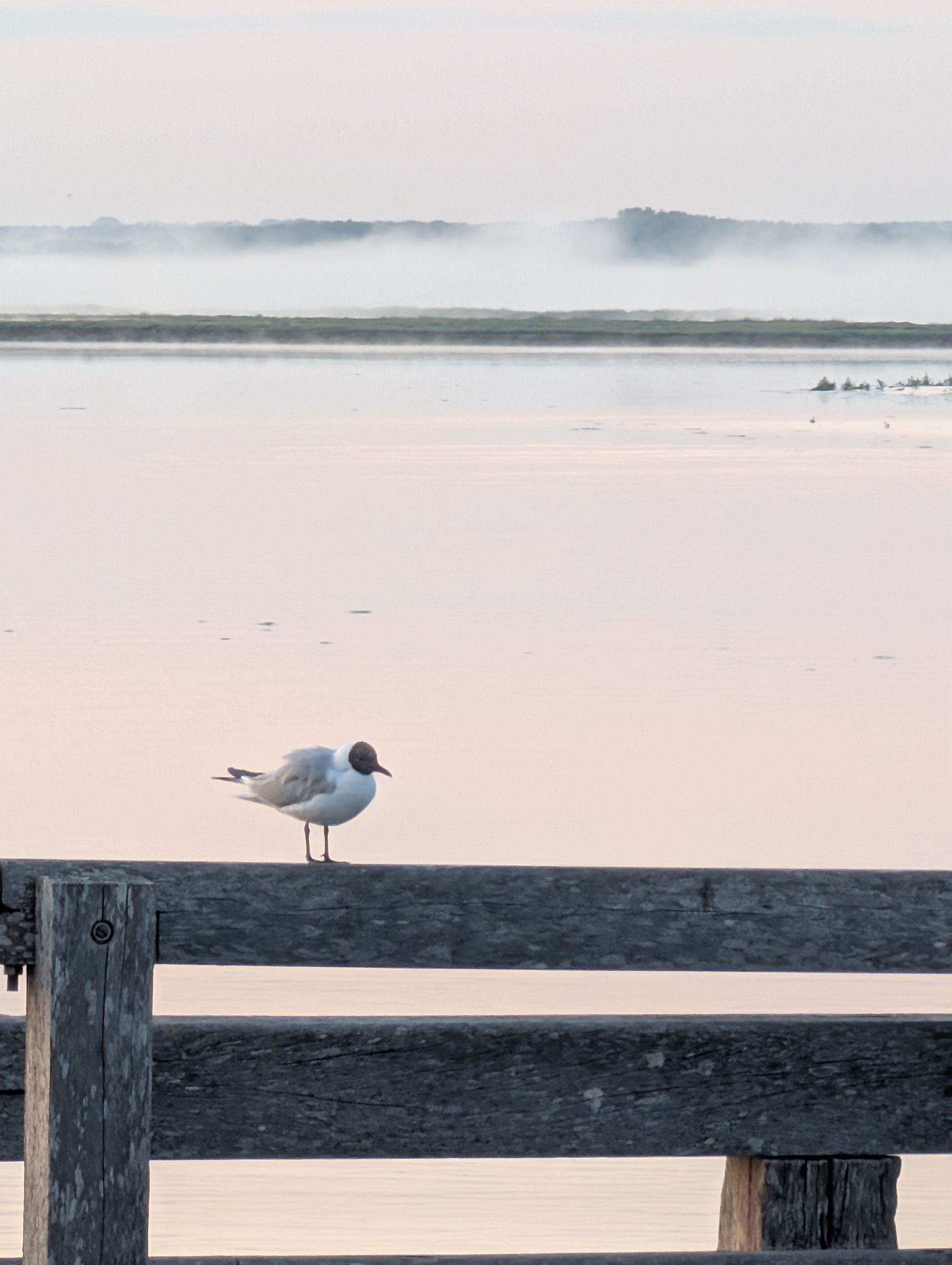 Oiseaux dans les mollières de la Baie de Somme