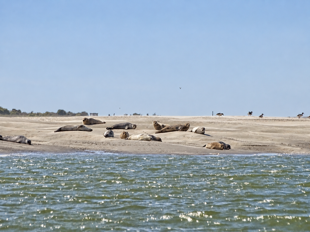Phoques sur les bancs de sable en Baie de Somme