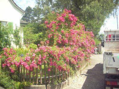 Ein weißer LKW steht vor einem Busch mit rosa Blüten