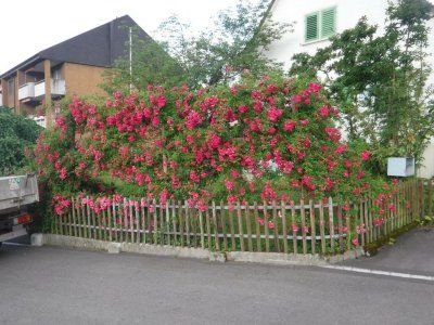 Ein Zaun mit Blumen vor einem Haus.