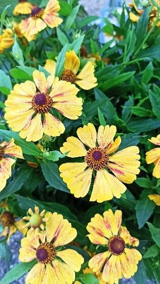 Ein Strauß gelber Blumen auf einem Ziegelboden