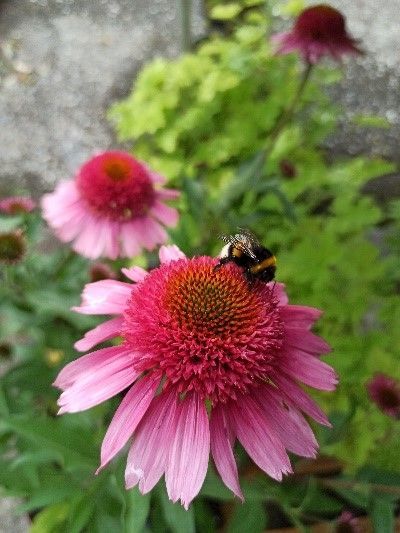 Ein herzförmiger Strauß aus rosa und lila Blumen