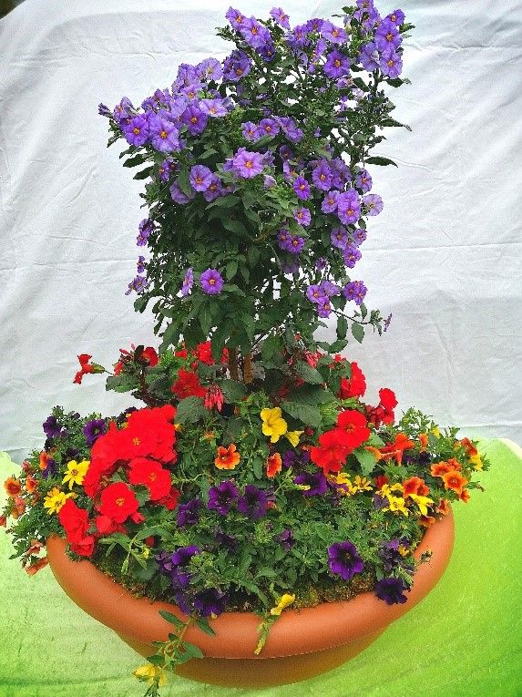 Eine Topfpflanze mit lila Blüten und roten und gelben Blüten