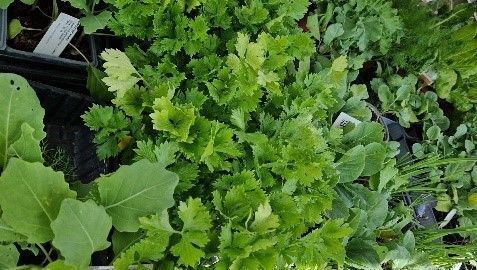 In einem Garten wachsen viele grüne Pflanzen.