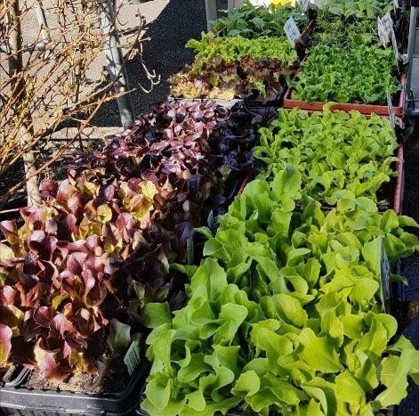 Ein Haufen verschiedener Salatpflanzen in Töpfen