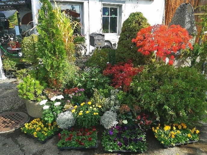 Ein Haufen Pflanzen steht vor einem Gebäude