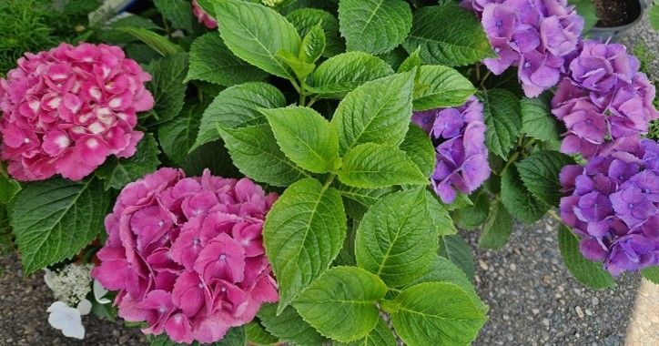 Ein Strauß rosa und lila Blumen mit grünen Blättern