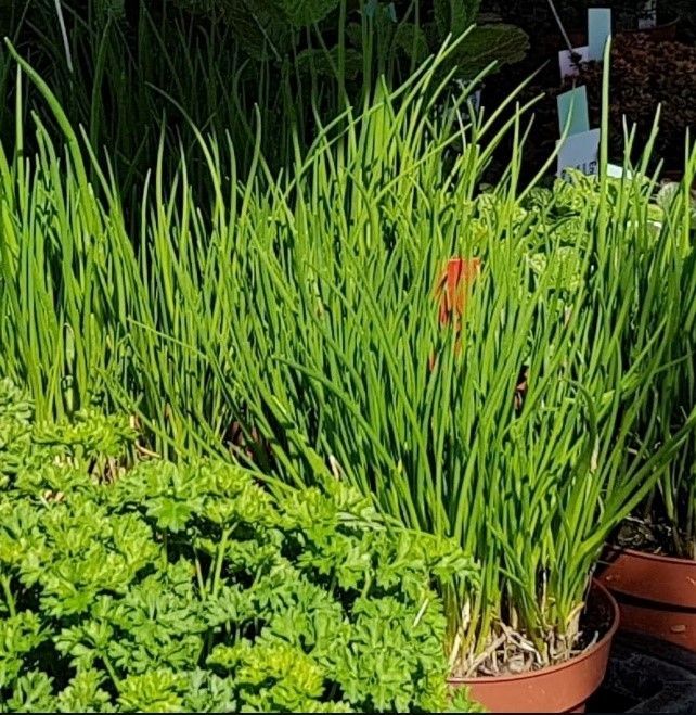 Ein Haufen grüner Pflanzen wächst in Töpfen