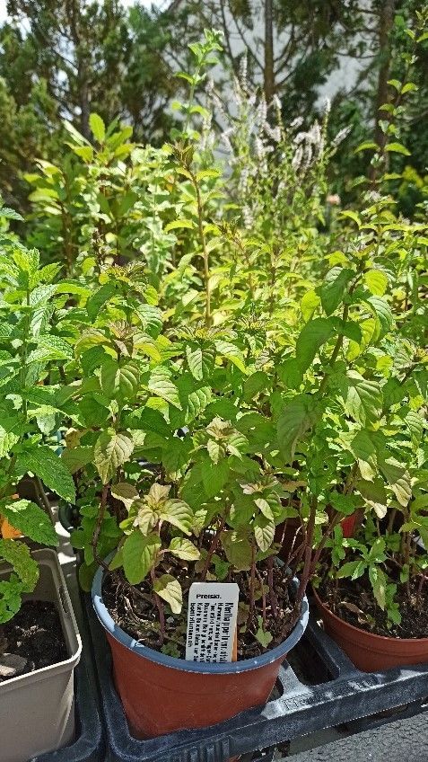 Auf einem Tablett stehen ein paar Topfpflanzen.