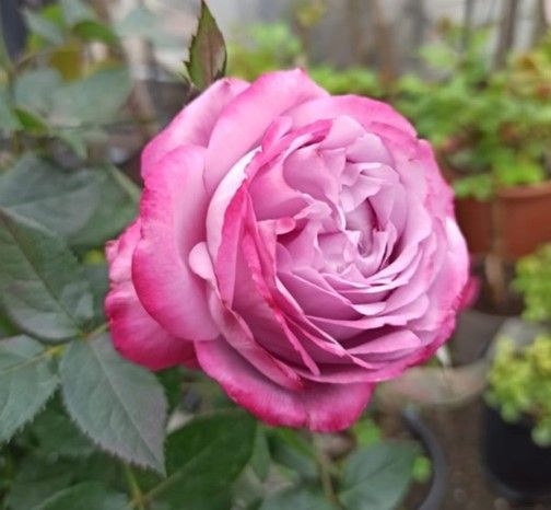 Eine Nahaufnahme einer rosa Rose mit grünen Blättern im Hintergrund