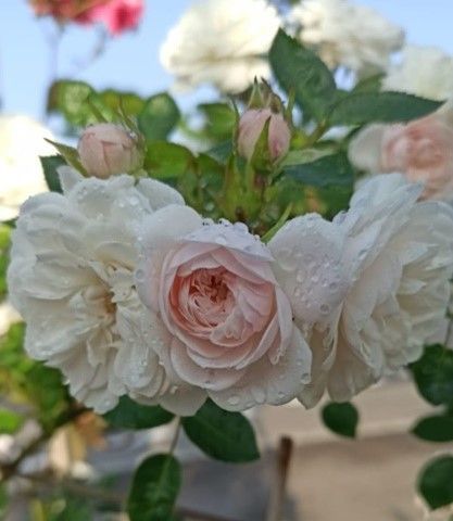 Eine Nahaufnahme eines Straußes weißer Rosen mit Wassertropfen darauf.
