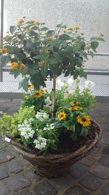 Eine Topfpflanze mit gelben und weißen Blüten darin