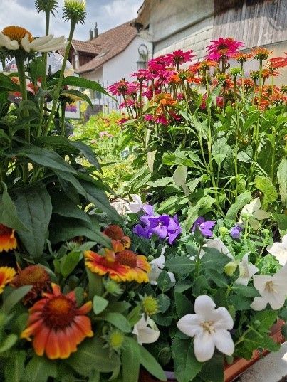 Ein Blumenstrauß wächst in einem Garten