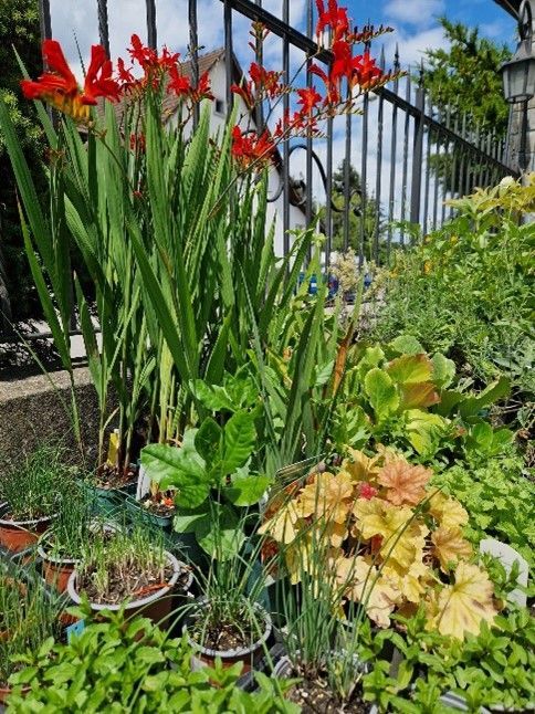 Ein Garten mit vielen Topfpflanzen und roten Blumen
