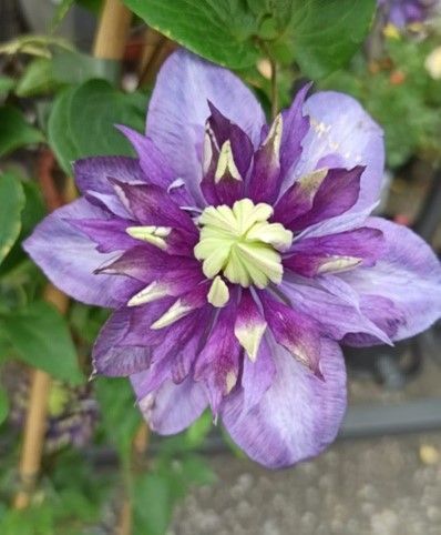 Eine Nahaufnahme einer violetten Blume mit gelber Mitte