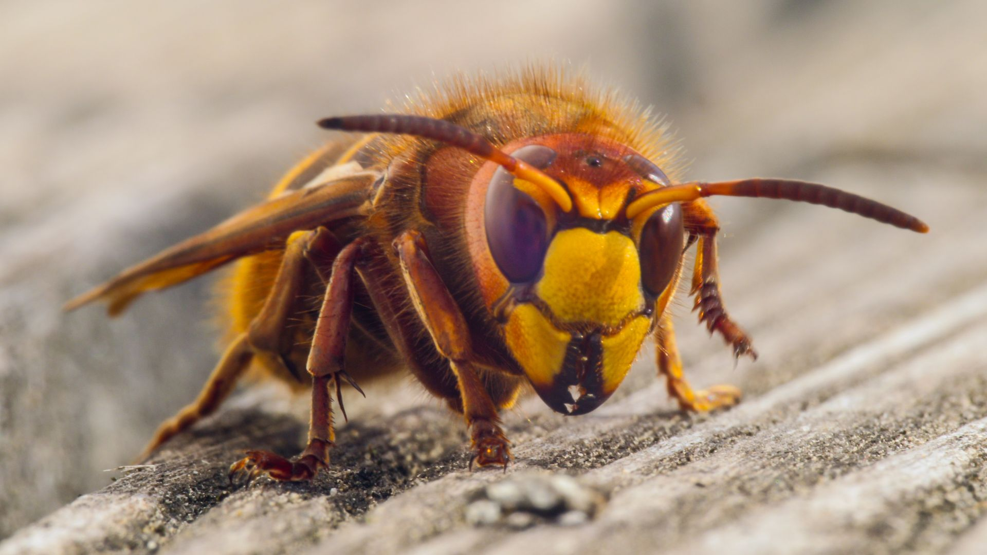 Frelon européen, brun et jaune, aux grands yeux, sur une surface en bois.