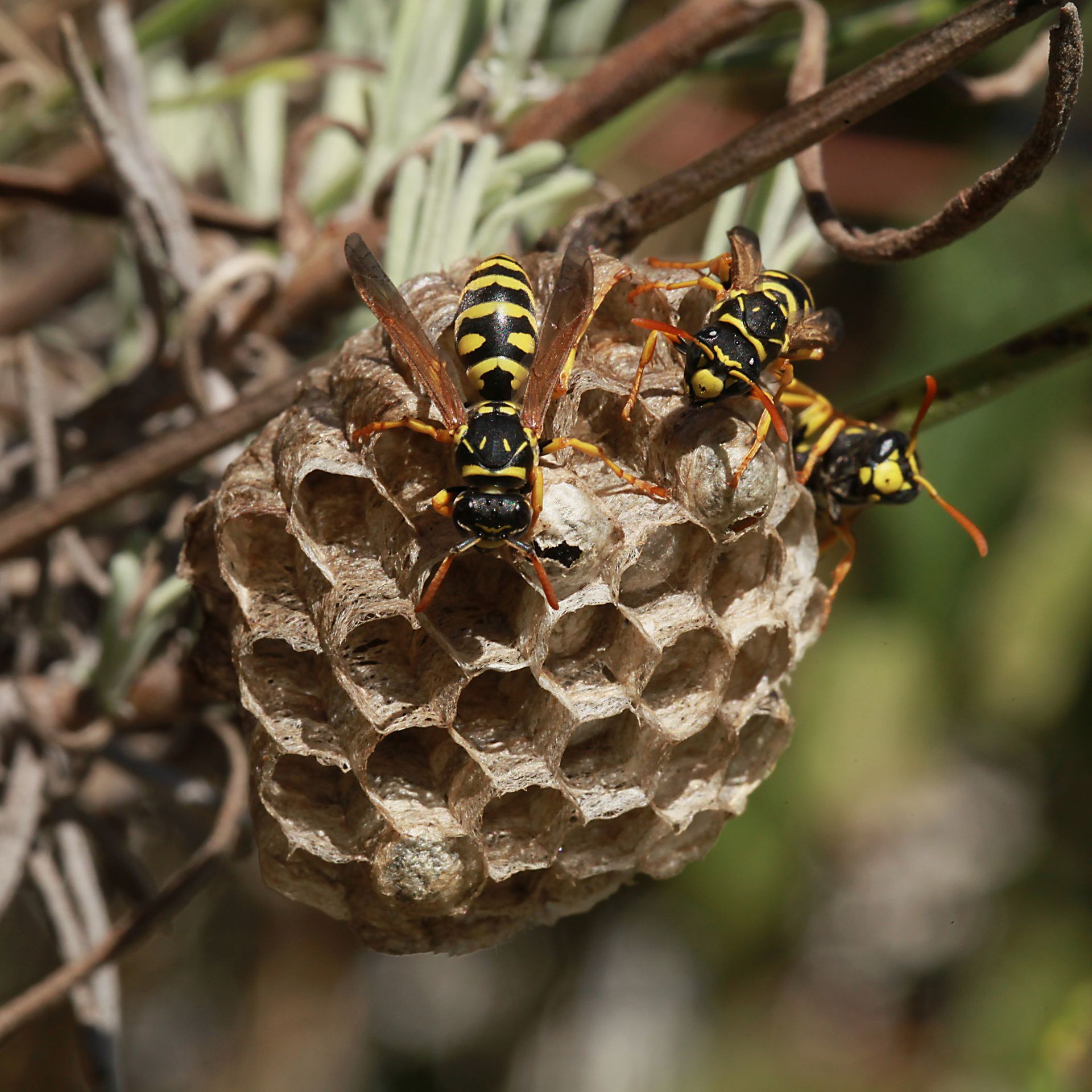 Guêpes jaunes sur un nid en forme de nid d'abeilles, fixé à une plante.