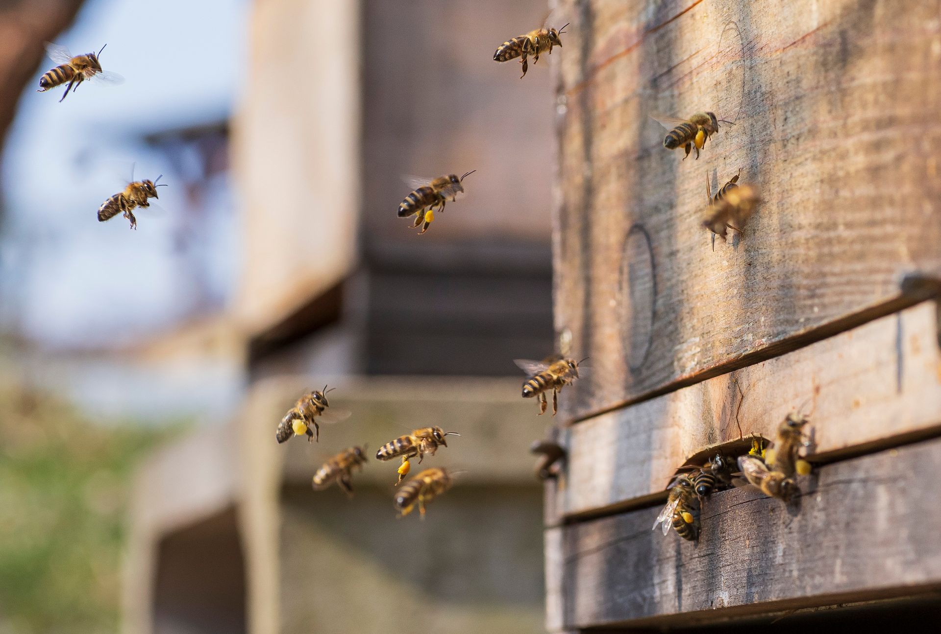 Des abeilles butinent autour d'une ruche en bois, certaines entrent et sortent ; cadre extérieur ensoleillé.