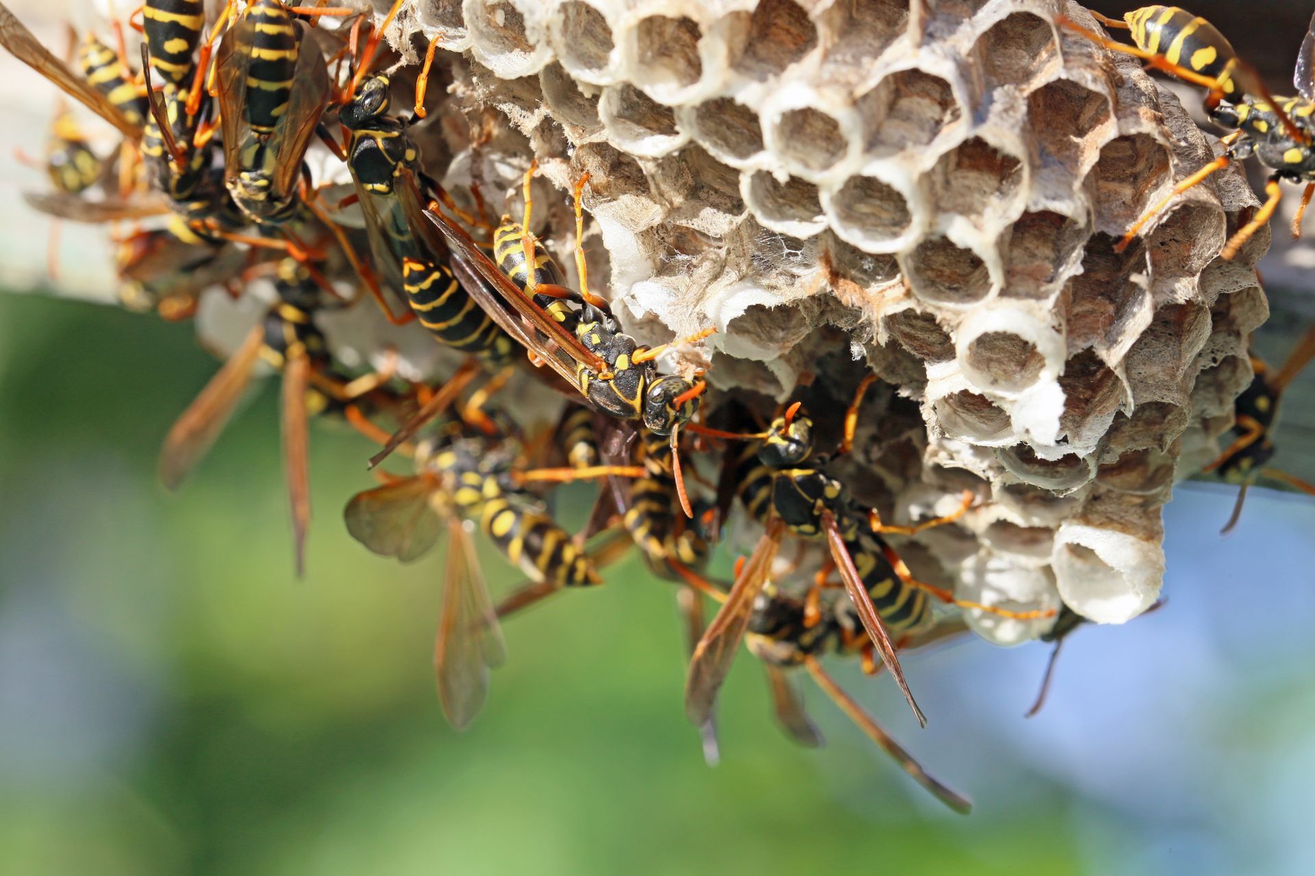 Guêpes jaunes sur un nid en nid d'abeilles, dans un environnement naturel.