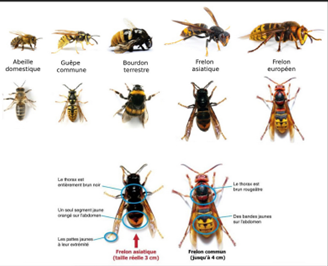 Comparaison des différentes espèces d'abeilles et de guêpes. Comprend des illustrations et les principales caractéristiques d'identification, ainsi que des comparaisons de taille.