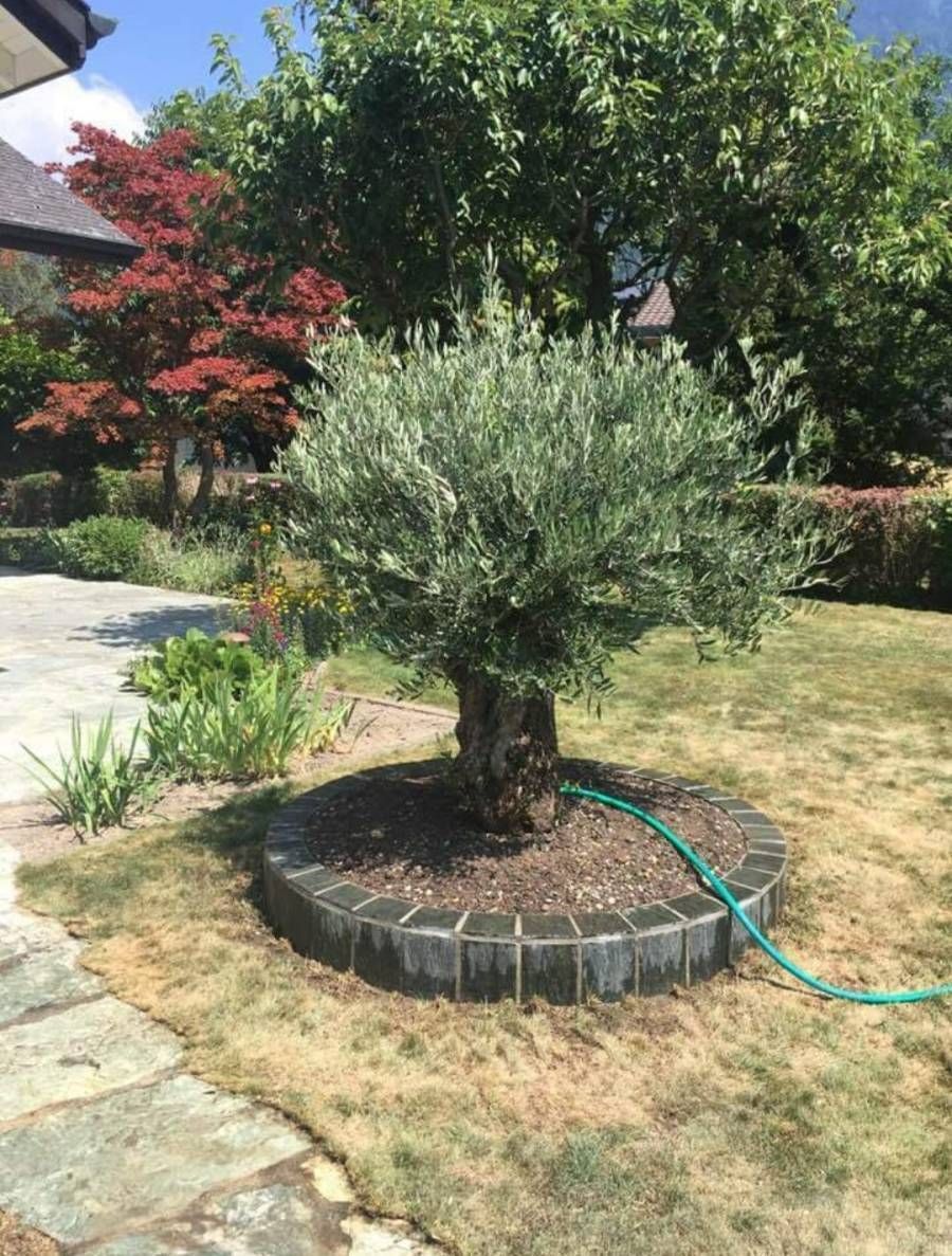 Profil Vert, Minster