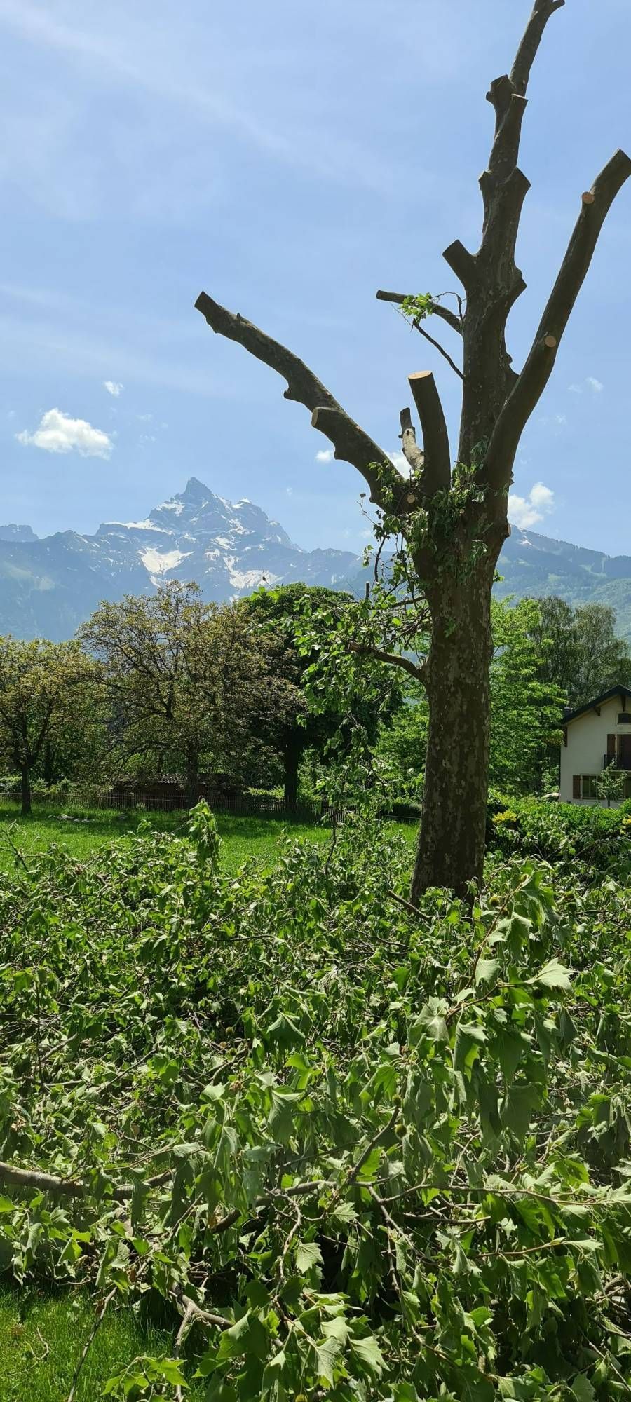 Profil Vert, Minster